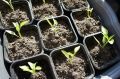 Готовы к старту. Как выращивать овощную рассаду