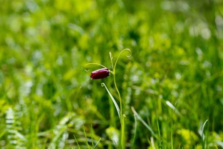 Третий день весны – День дикой природы