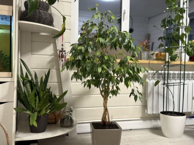 ��� ��������� �� ������� ����������, ����� �������� �������� �������