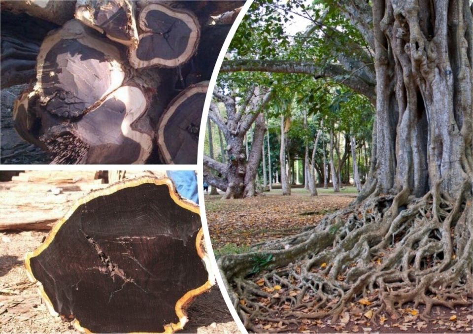 ����� ������� ���� ���������: ������� ��������� ����������