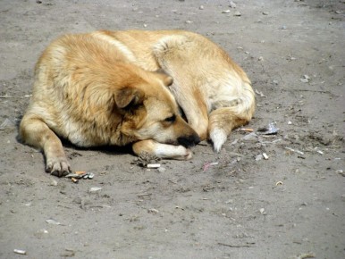 ����� � ���������� ��������� �������� � ������ ������� � 36 ��� ������