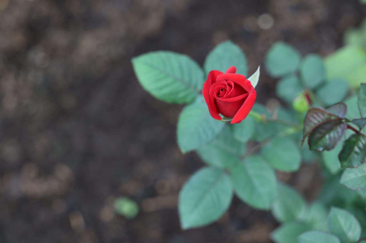 Фото: журналистки самарских СМИ посетили городские теплицы накануне 8 марта Фото: журналистки самарских СМИ посетили городские теплицы накануне 8 марта