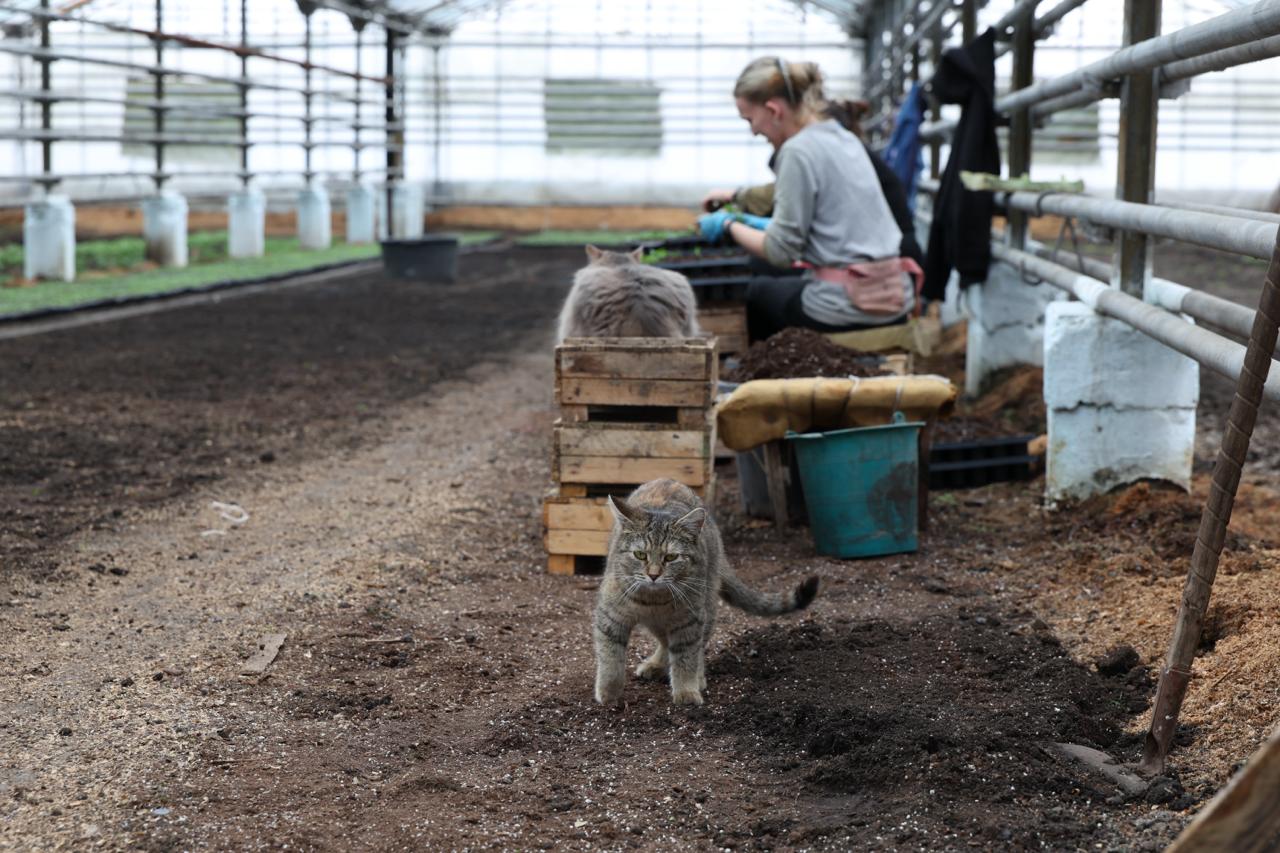 Фото: журналистки самарских СМИ посетили городские теплицы накануне 8 марта Фото: журналистки самарских СМИ посетили городские теплицы накануне 8 марта