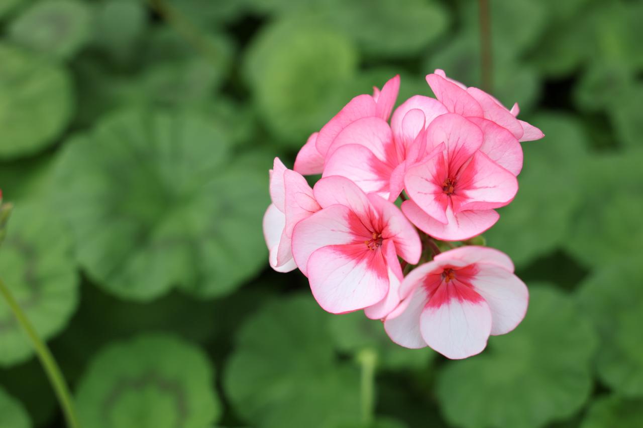 Фото: журналистки самарских СМИ посетили городские теплицы накануне 8 марта Фото: журналистки самарских СМИ посетили городские теплицы накануне 8 марта