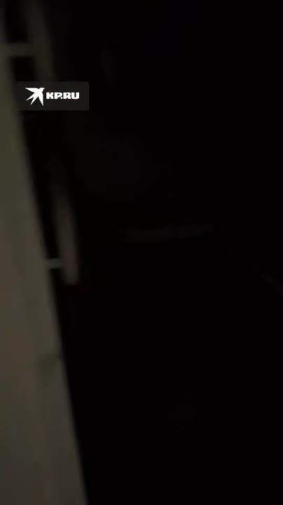 Вот так уедешь на три года, забыв закрыть форточку, и квартира станет голубятней