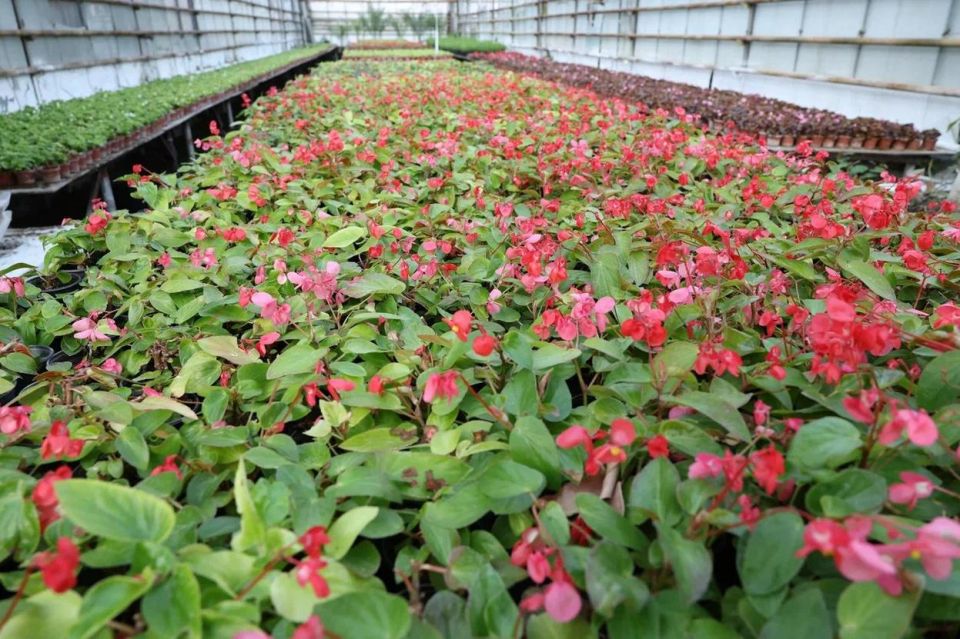 1,4 миллиона цветов высадят на улицах Самары весной 2026 года