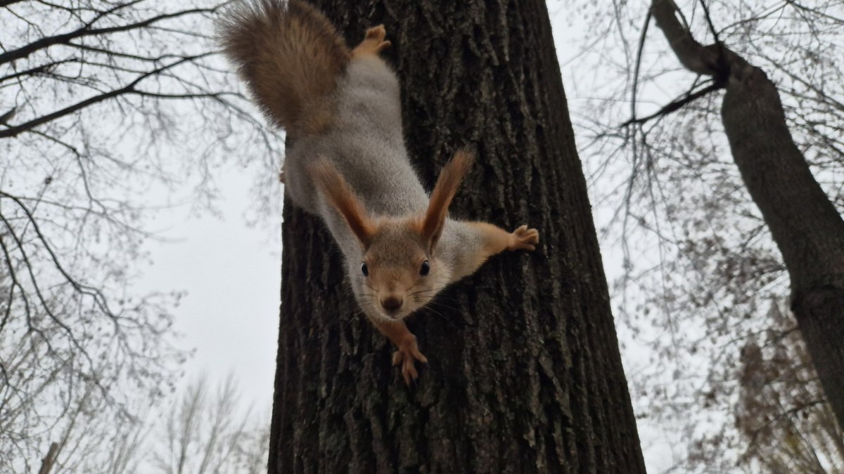 Самарские судьи постановили изъять у областной столицы 7,5 тысяч лесных земель