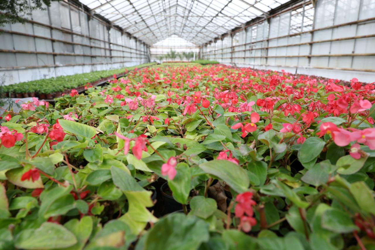 Фото: журналистки самарских СМИ посетили городские теплицы накануне 8 марта Фото: журналистки самарских СМИ посетили городские теплицы накануне 8 марта