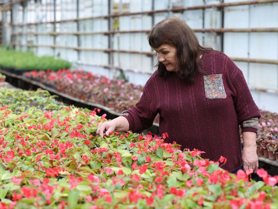 Иван Носков: Почти 1,5 миллиона цветов уже высажены в самарских теплицах «Спецремстройзеленхоза»