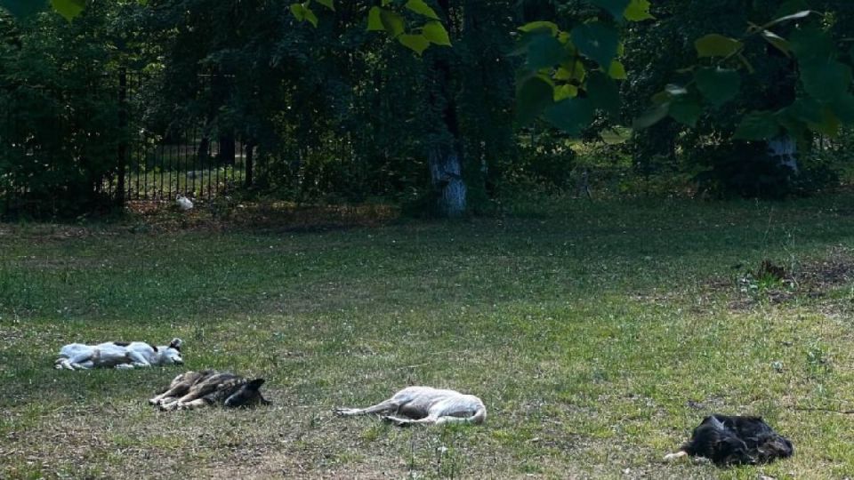 В Самарской области пострадавшему от укуса бродячей собаки ребенку выплатят 50 тысяч рублей