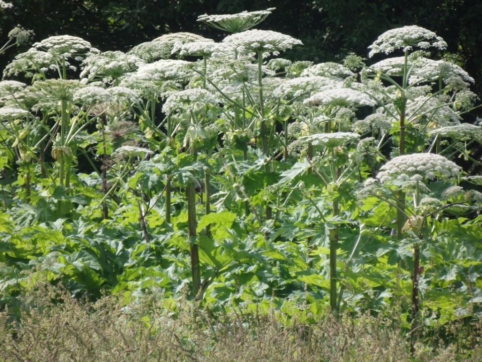 Как инвазивные растения угрожают вашему саду и что с ними делать