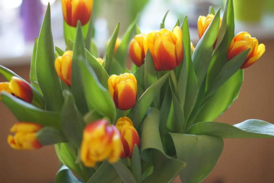 Цветочный бум: где в Самаре найти лучшие цены на тюльпаны, нарциссы и мимозу
