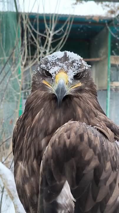 В Самару снова вернулась зима — снегопады и метели