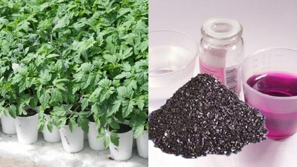 Как вырастить крепкую рассаду томатов: секреты и советы