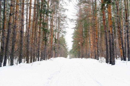 ������ ����, ������. ����������� ����������! ���� �� �����