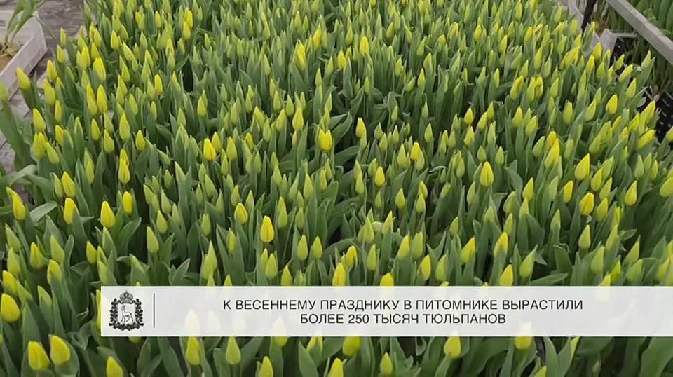 � 8 ����� �������� �������� "������� �������" �������� 250 ����� ��������� � �������� ����