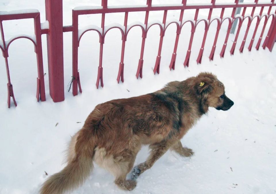 Администрация Новокуйбышевска компенсирует вред ребенку, на которого напали псы