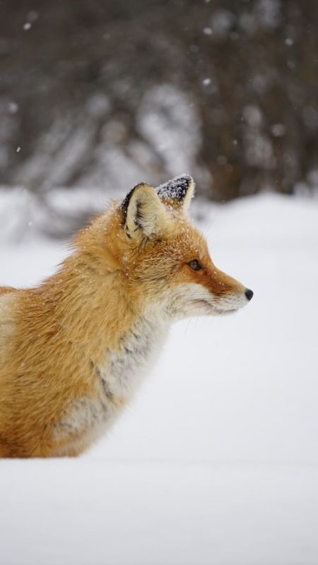 Нацпарк «Самарская Лука» показал актерский талант лисы