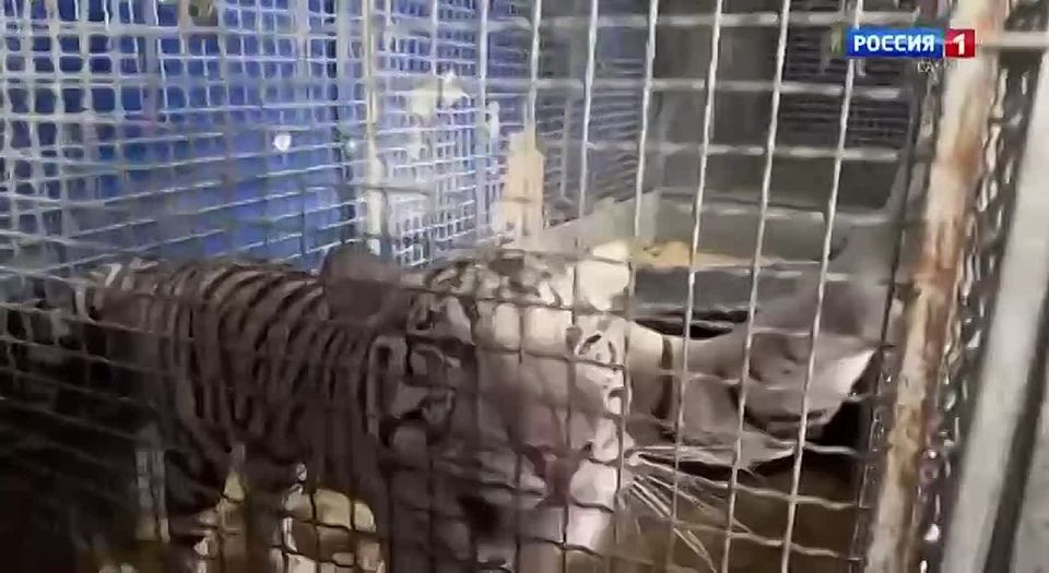 Кухня в фуре, остановка каждые три часа и шесть белых тигров, у каждого — свой характер и любимое блюдо, с которыми Алиса Нестерова едет на гастроли во Владивосток