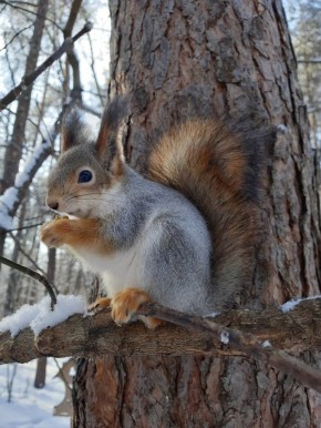 ������ ��������� ����, ������!