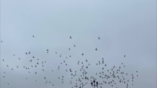 ��������, ������ ������� ���������