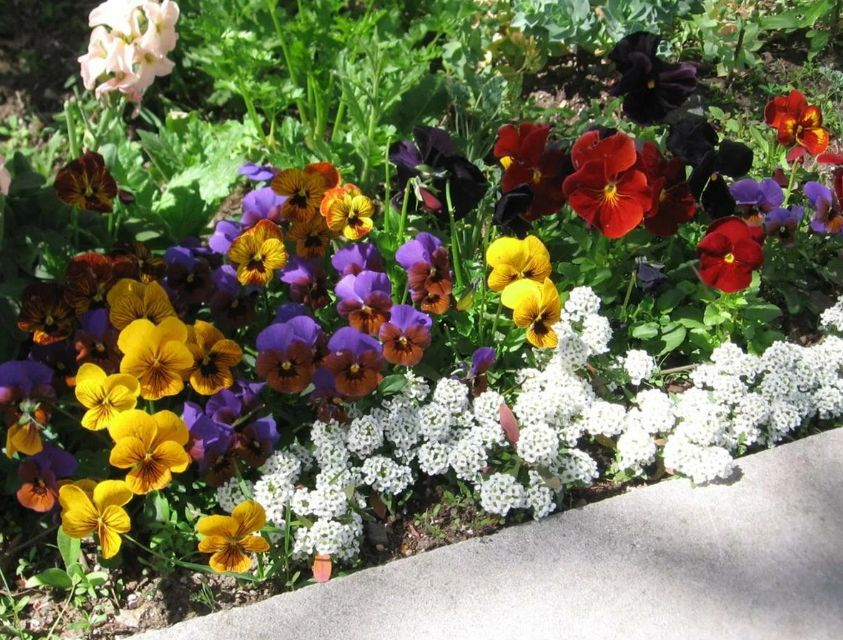 �������� ��������� ������ �� ������� ������������: ������ �� ������� � ����������