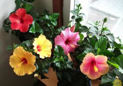 ��� ��������� �� ����������: ������� ��������� �������� � �������� ��������