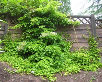 Как создать живые стены в вашем саду с помощью вертикального озеленения