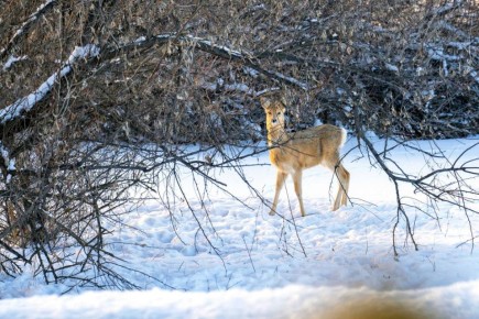 ������ ����, ������. ����������� ����������! ���� �� �����