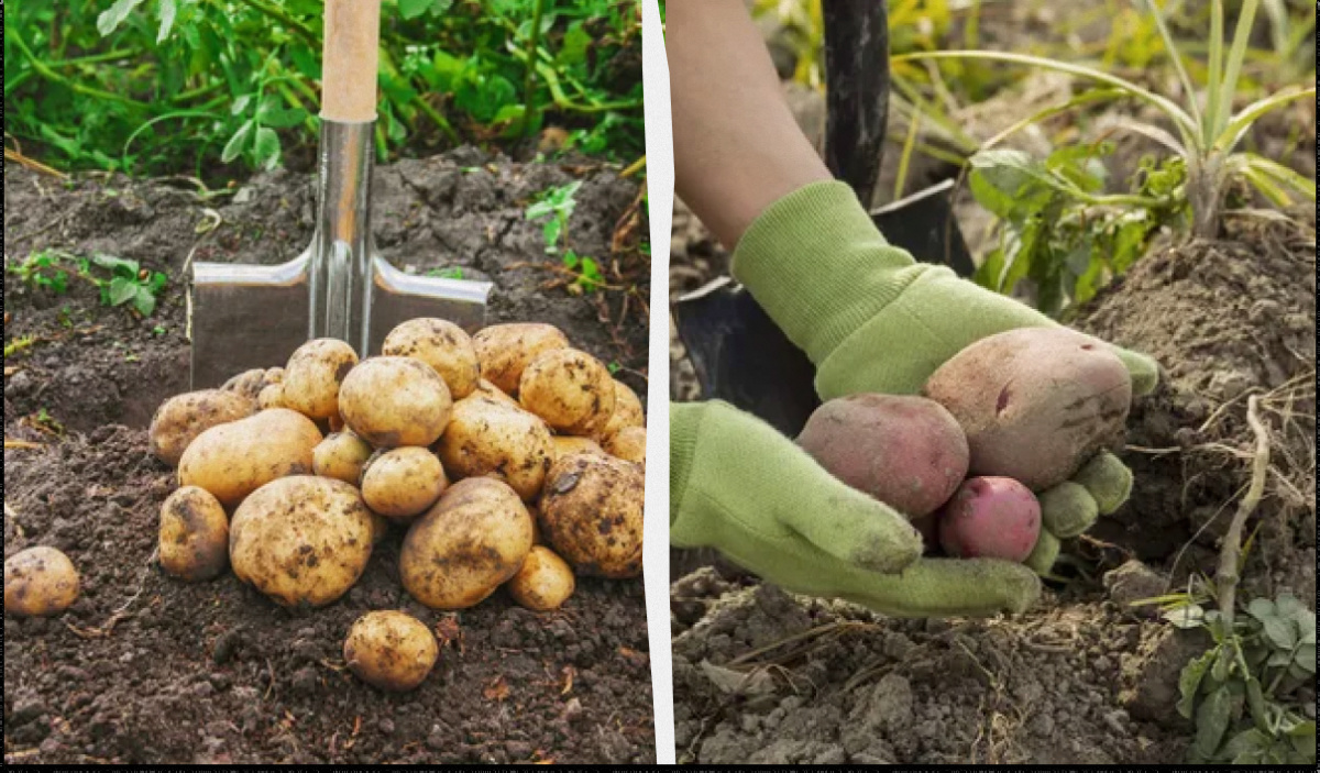 Как выбрать идеальное время для выкапывания картофеля согласно лунному календарю