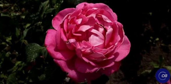 Королева сада: Розы с самыми крупными цветками