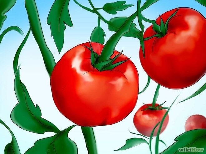 Тайны успешного выращивания томатов: разрушение мифов