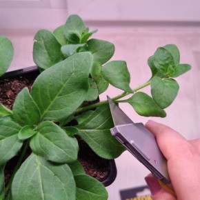 ��� ��������� ��������� ������� ������� � �������� ��������