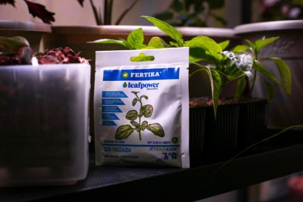 ������ ������: ��� ����� � ����� ��� �������� �������