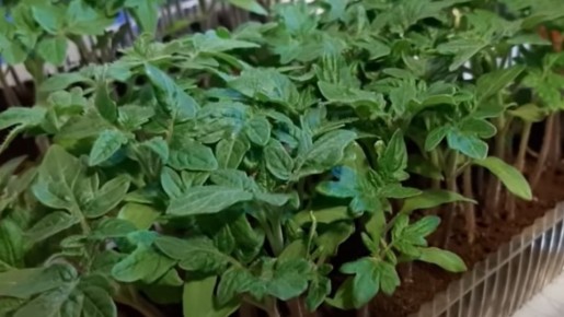 ����������� ��������� ��� ������� �������: ������� �������� �����