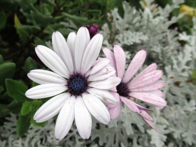 ������� ����������� ������� �������: �� ������ �� ��������