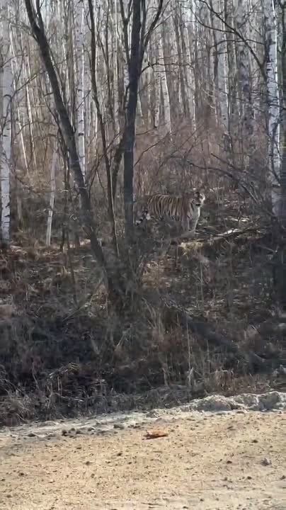 "����! ����! ���-���-���!"