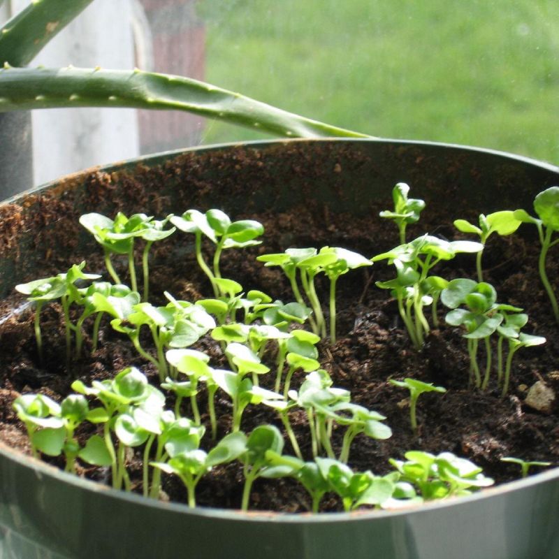 ��� ������� ���������� �������� ��� �����: 7 ������ ���������