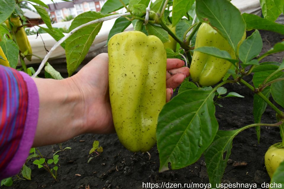 ������� ������: ������� ������, � ������� ����� �����