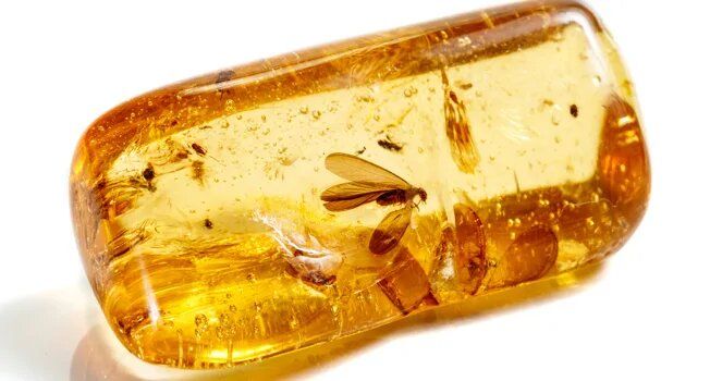 �����������: ������������� ��� ��������� ��� ��������?