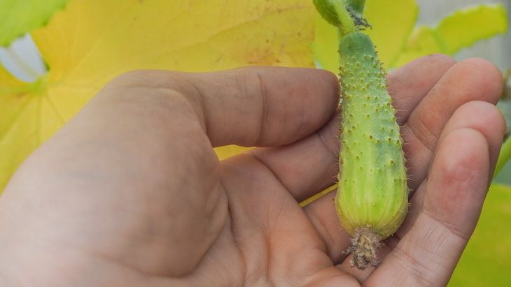 �������� �����������: ������ ��� �������� � �������� � ������