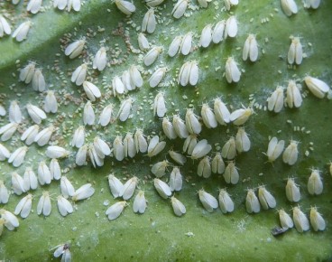 Эффективная борьба с белокрылкой: простые методы за 100 рублей