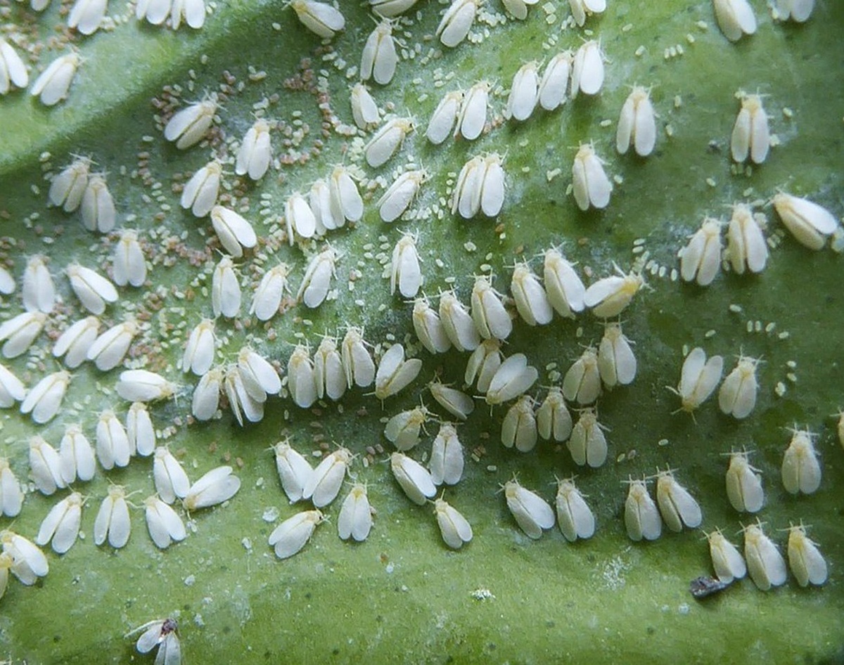 Эффективная борьба с белокрылкой: простые методы за 100 рублей