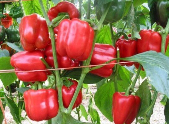 ������ ������ ����� ����������� ����� ��� ������ �������