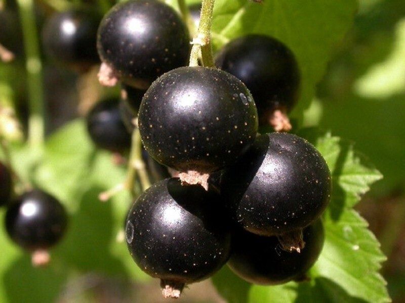 ��� �������� ������������� ������ ���������: ������� ���������