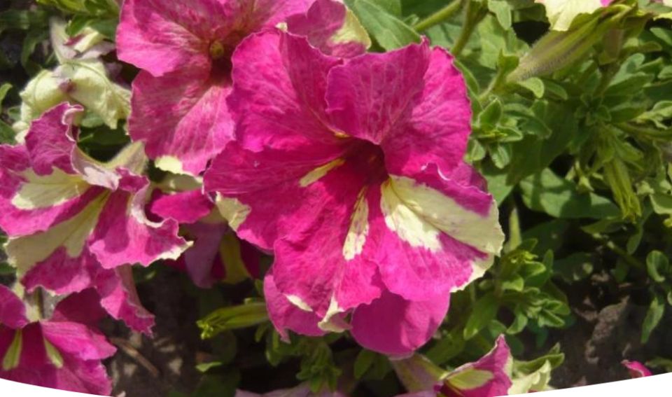 ����������� ������� �������: ������ � ������������