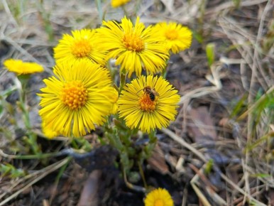 В самарских парках и скверах заметили первые весенние цветы