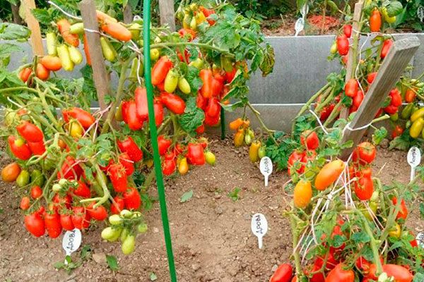 ������ �����: ��������� ����, ������� ������� ��� ������