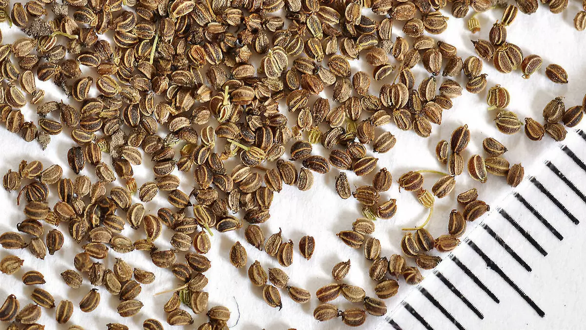 Секреты правильного хранения семян