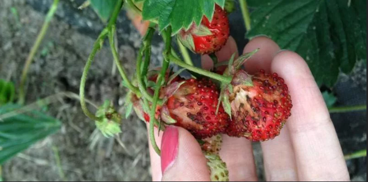 Как бороться с нематодами на клубнике: эффективные методы и народные советы